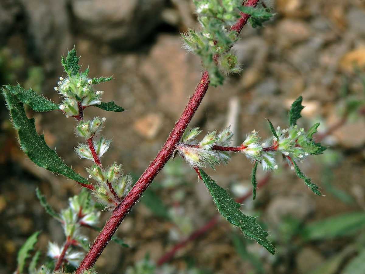 Forsskaolea angustifolia Retz.