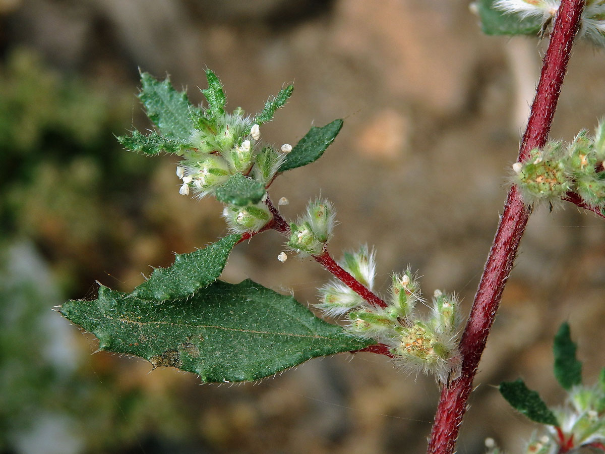 Forsskaolea angustifolia Retz.