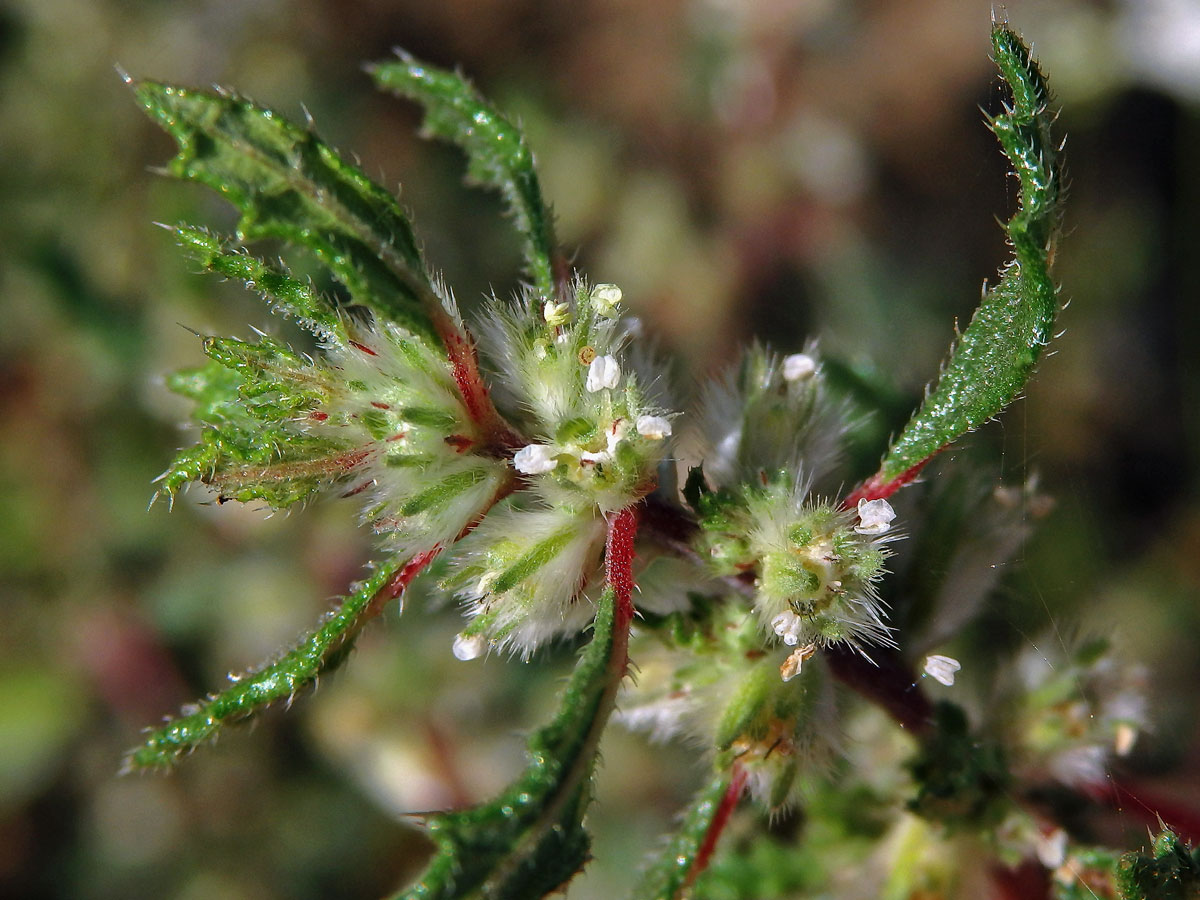 Forsskaolea angustifolia Retz.