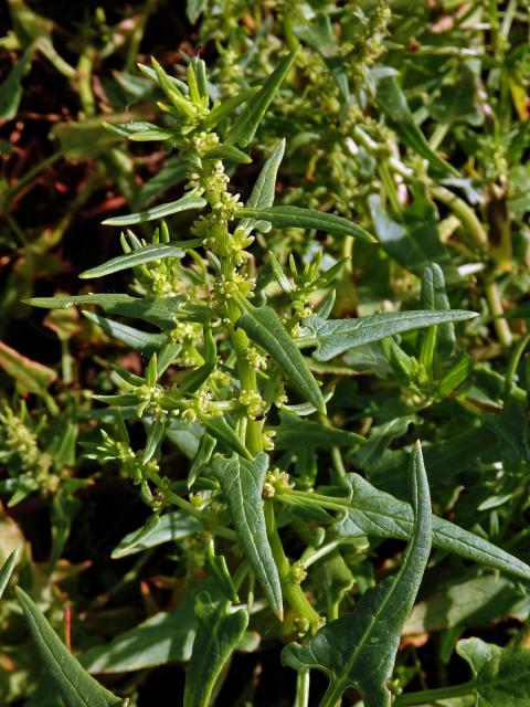 Patellifolia procumbens (Chr. Sm.) J. Scott., Ford. Rob. et J. T. Williams