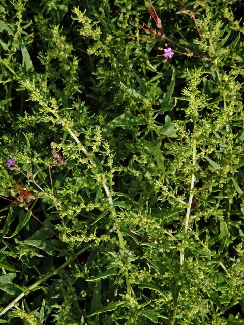 Patellifolia procumbens (Chr. Sm.) J. Scott., Ford. Rob. et J. T. Williams