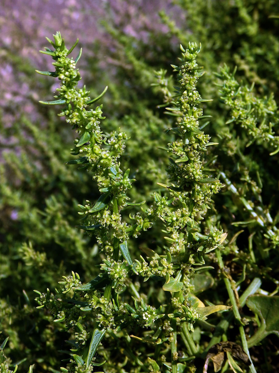 Patellifolia procumbens (Chr. Sm.) J. Scott., Ford. Rob. et J. T. Williams