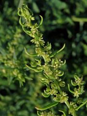 Patellifolia procumbens (Chr. Sm.) J. Scott., Ford. Rob. et J. T. Williams