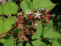 Ostružiník vinnoplodý (Rubus phoenicolasius Maxim.)    
