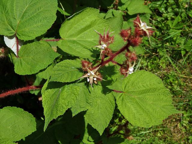 Ostružiník vinnoplodý (Rubus phoenicolasius Maxim.)