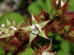 Ostružiník vinnoplodý (Rubus phoenicolasius Maxim.)