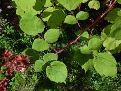 Ostružiník vinnoplodý (Rubus phoenicolasius Maxim.)