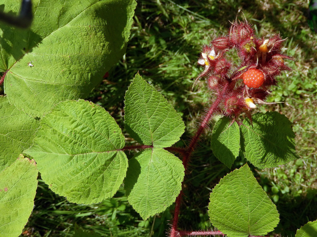 Ostružiník vinnoplodý (Rubus phoenicolasius Maxim.)