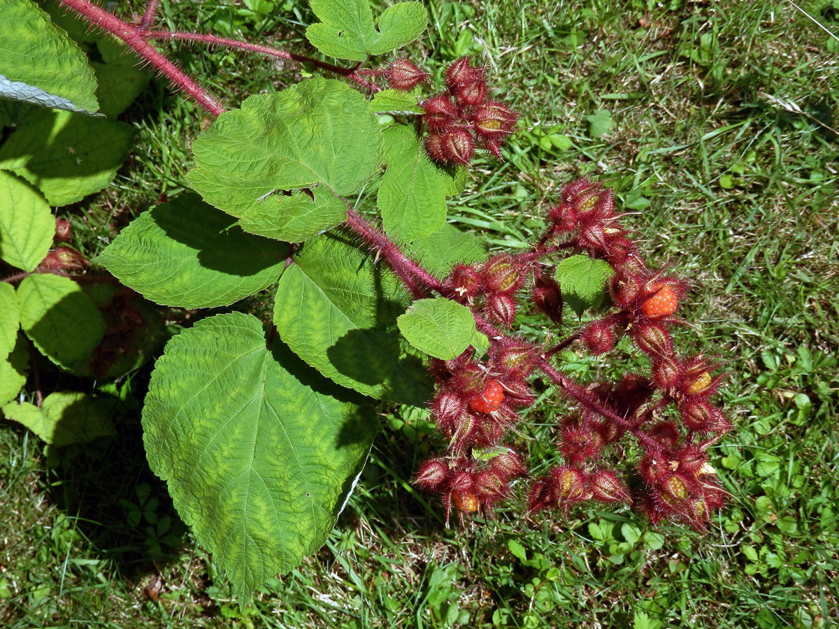 Ostružiník vinnoplodý (Rubus phoenicolasius Maxim.)