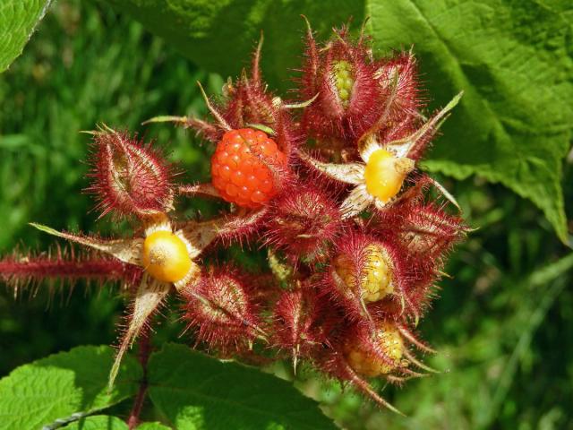 Ostružiník vinnoplodý (Rubus phoenicolasius Maxim.)