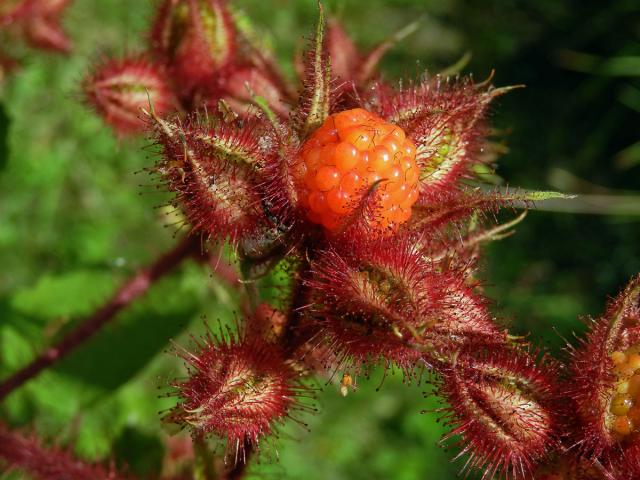 Ostružiník vinnoplodý (Rubus phoenicolasius Maxim.)