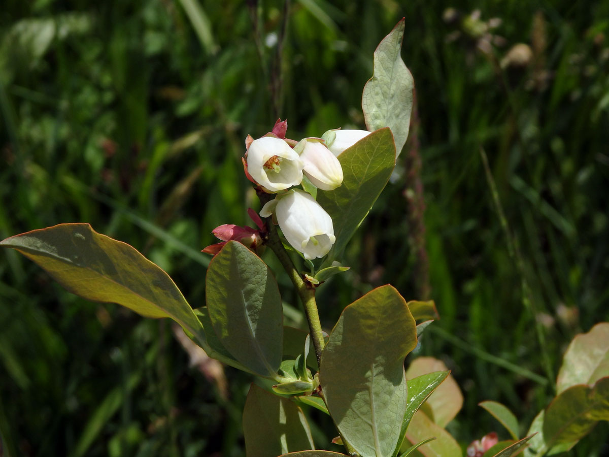 Brusnice chocholičnatá (Vaccinium corymbosum L.)