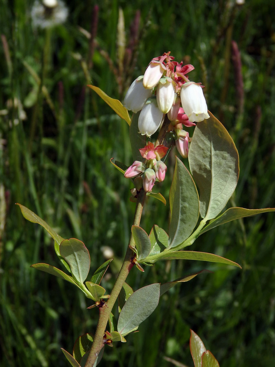 Brusnice chocholičnatá (Vaccinium corymbosum L.)