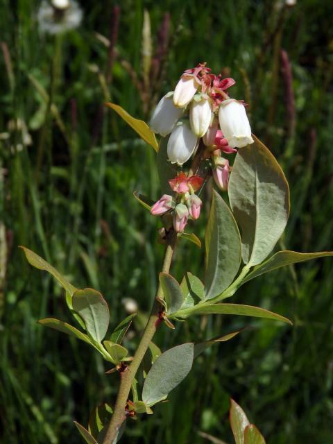 Brusnice chocholičnatá (Vaccinium corymbosum L.)