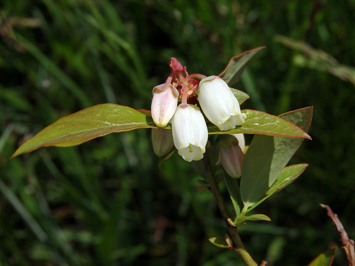 Brusnice chocholičnatá (Vaccinium corymbosum L.)