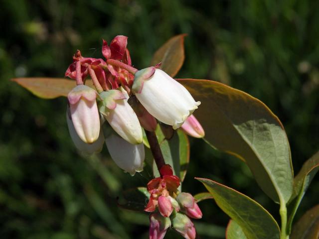 Brusnice chocholičnatá (Vaccinium corymbosum L.)