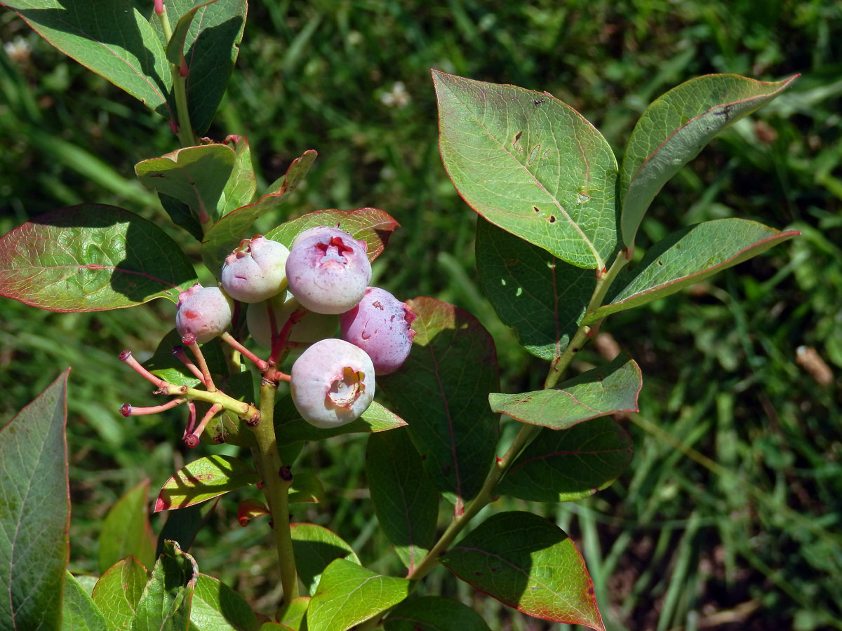 Brusnice chocholičnatá (Vaccinium corymbosum L.)