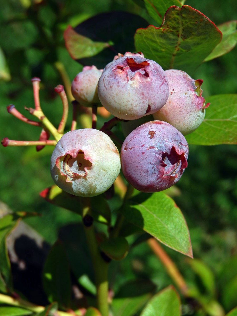 Brusnice chocholičnatá (Vaccinium corymbosum L.)