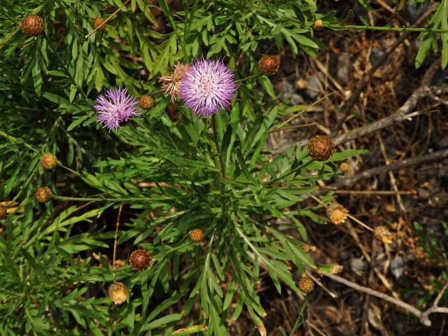 Cheirolophus canariensis (Willd.) Holub