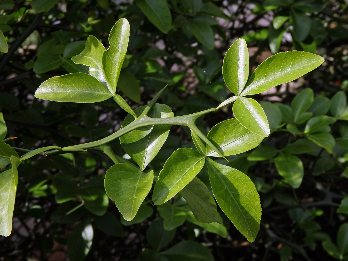 Citronečník trojlistý (Poncirus trifoliata (L.) Raf.)