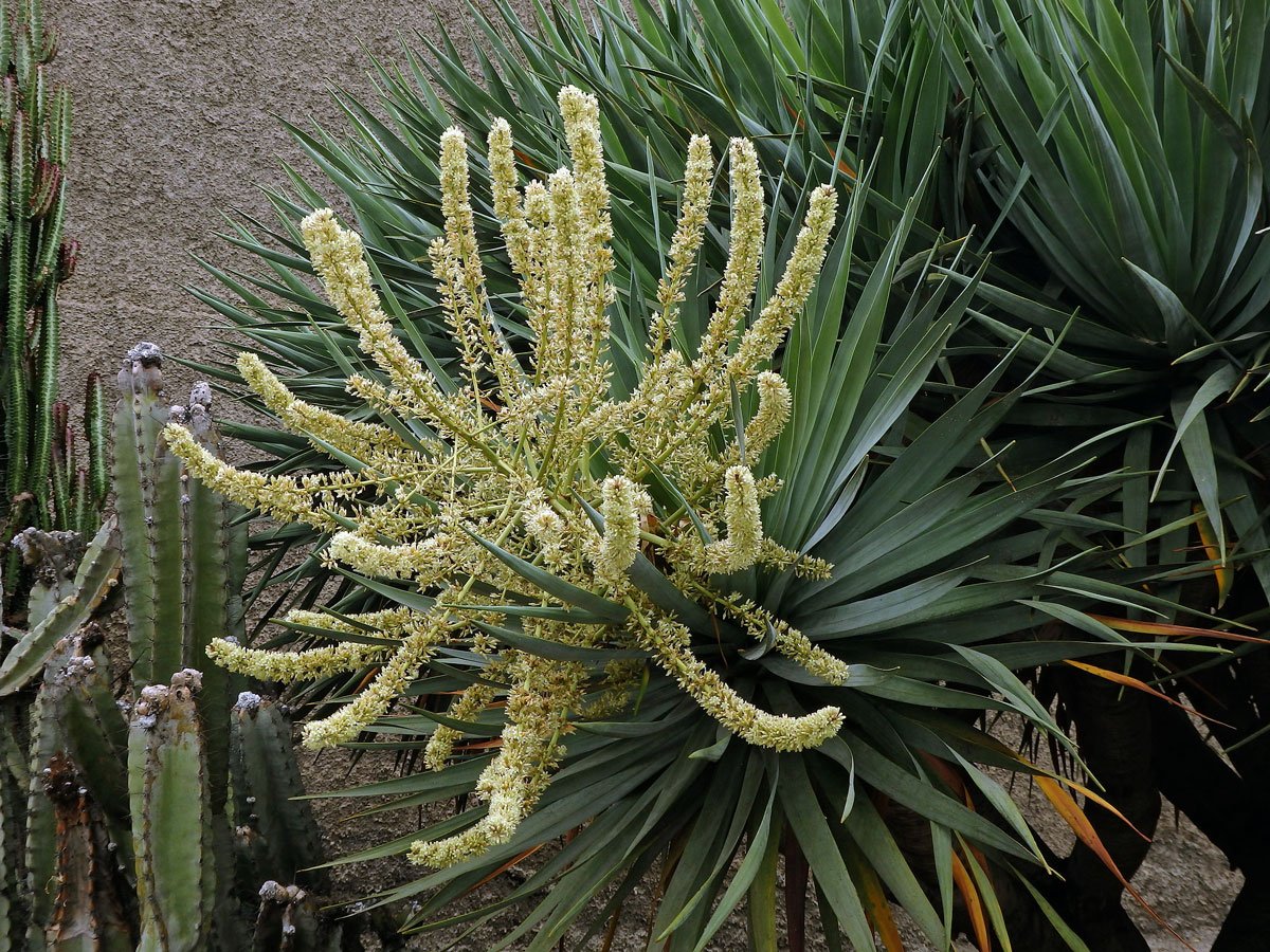 Dračinec (Dracaena draco (L.) L.)