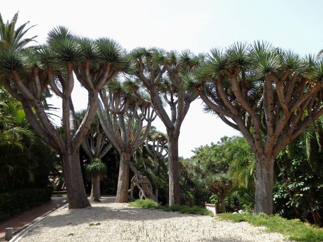 Dračinec (Dracaena draco (L.) L.)