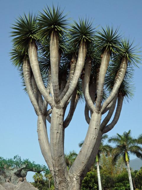 Dračinec (Dracaena draco (L.) L.)