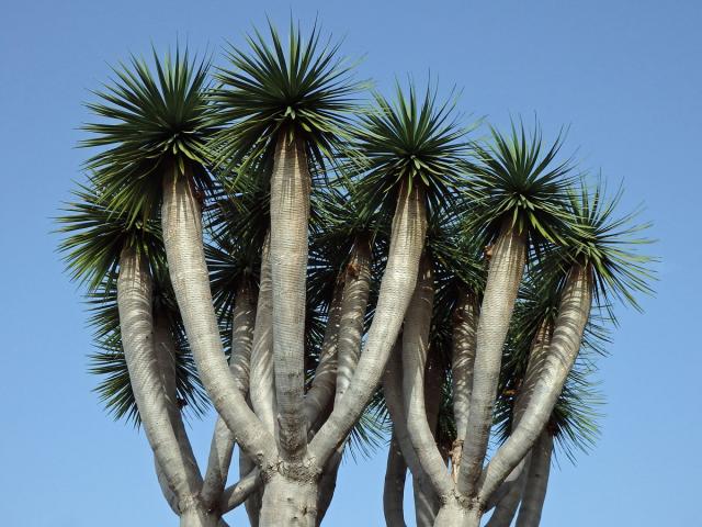 Dračinec (Dracaena draco (L.) L.)