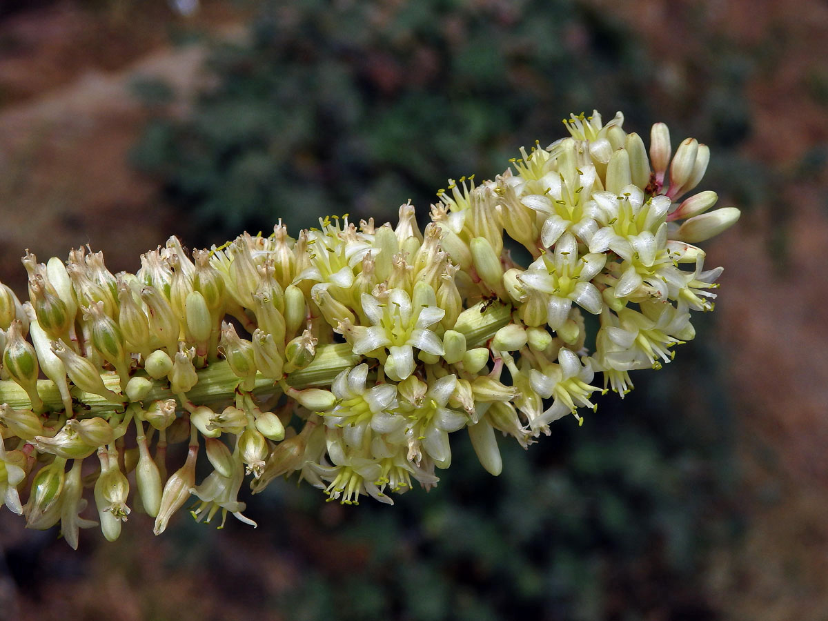 Dračinec (Dracaena draco (L.) L.)