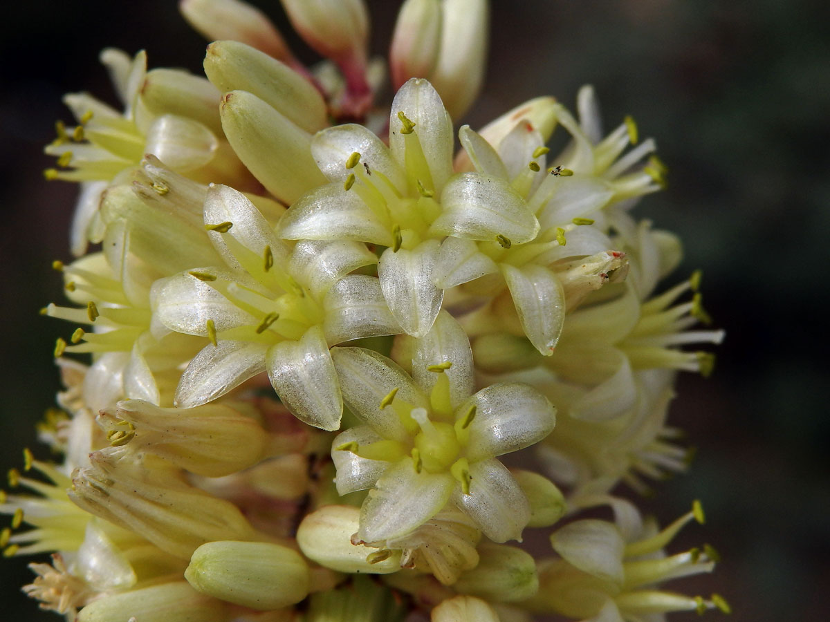 Dračinec (Dracaena draco (L.) L.)