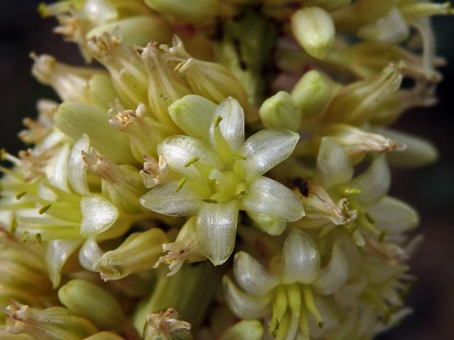 Dračinec (Dracaena draco (L.) L.)