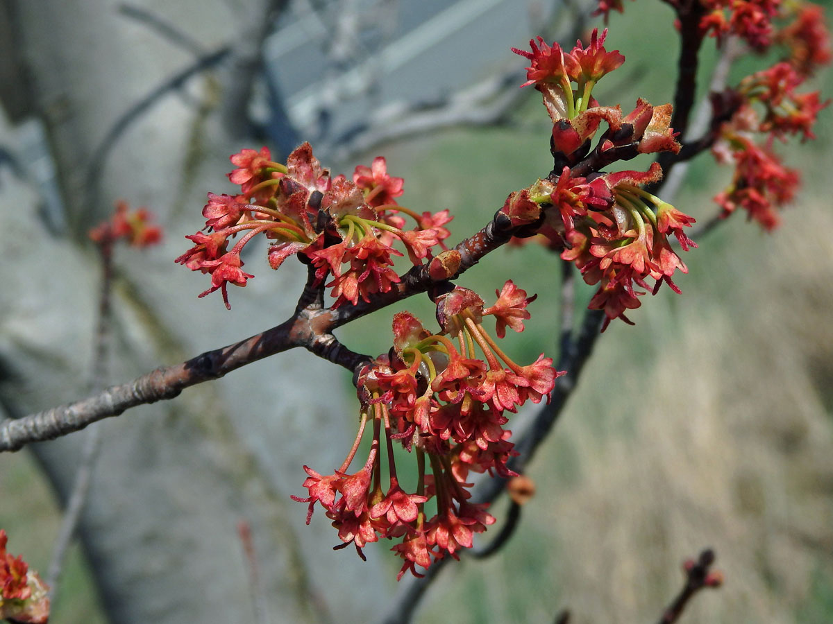 Javor červený (Acer rubrum L.)