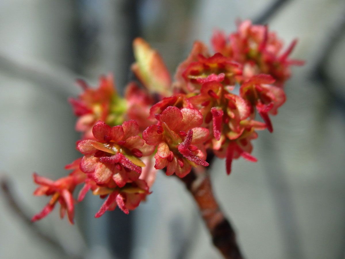 Javor červený (Acer rubrum L.)