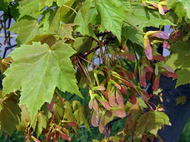 Javor červený (Acer rubrum L.)