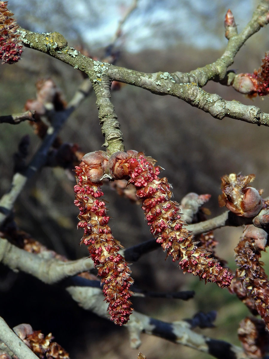 Topol bílý (Populus alba L.)