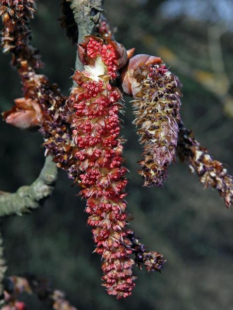 Topol bílý (Populus alba L.)