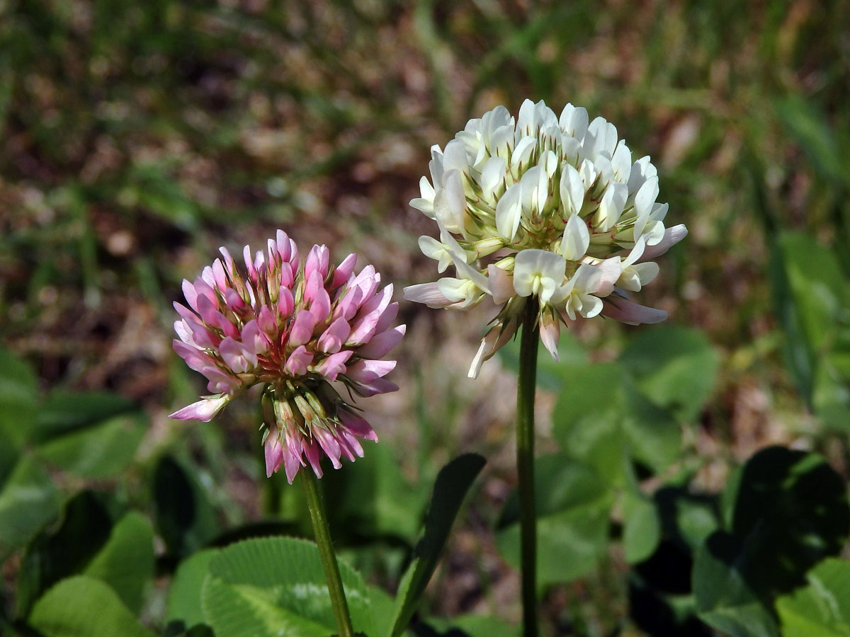 Jetel plazivý (Trifolium repens L.) s růžovými květy (2a)