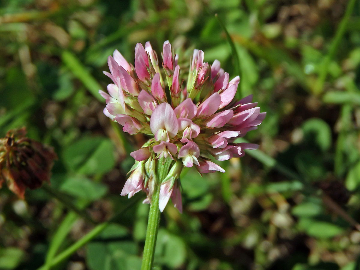 Jetel plazivý (Trifolium repens L.) s růžovými květy (2b)