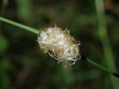 Hálky žlabatky Mayetiola radicifica na lipnici hajní (Poa nemoralis  L.)