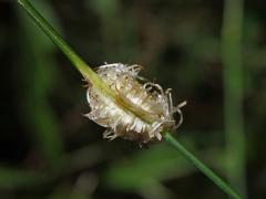 Hálky žlabatky Mayetiola radicifica na lipnici hajní (Poa nemoralis  L.)