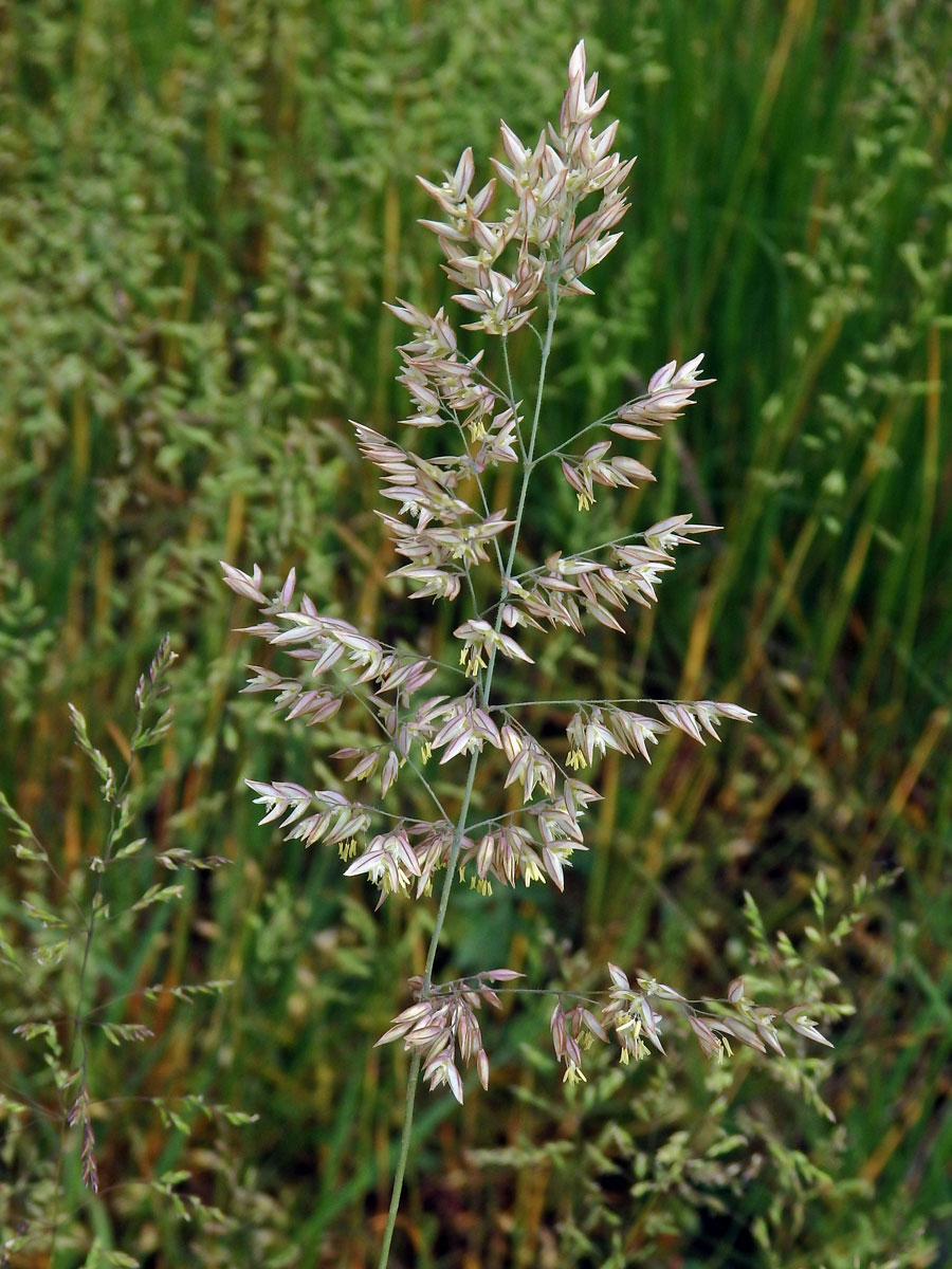 Medyněk vlnatý (Holcus lanatus L.)