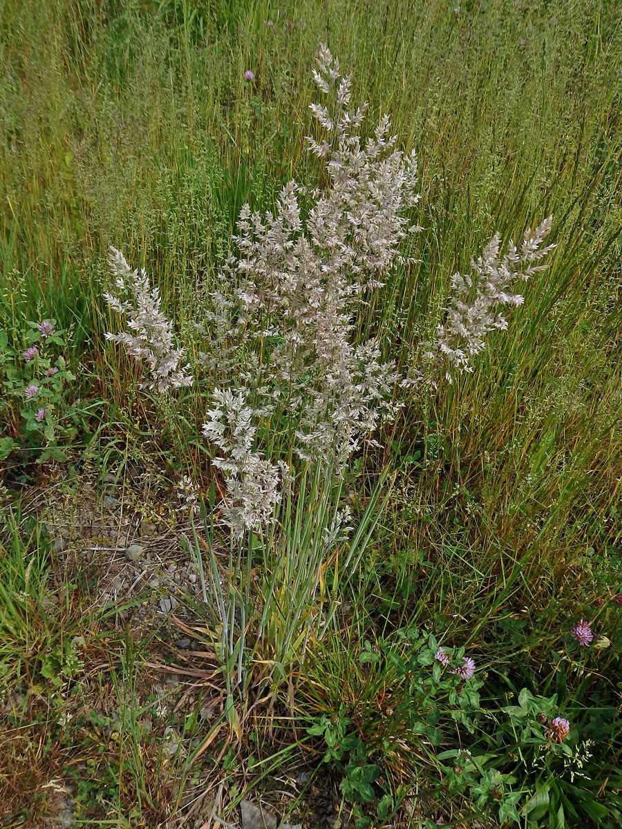 Medyněk vlnatý (Holcus lanatus L.)