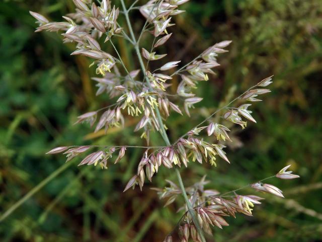 Medyněk vlnatý (Holcus lanatus L.)