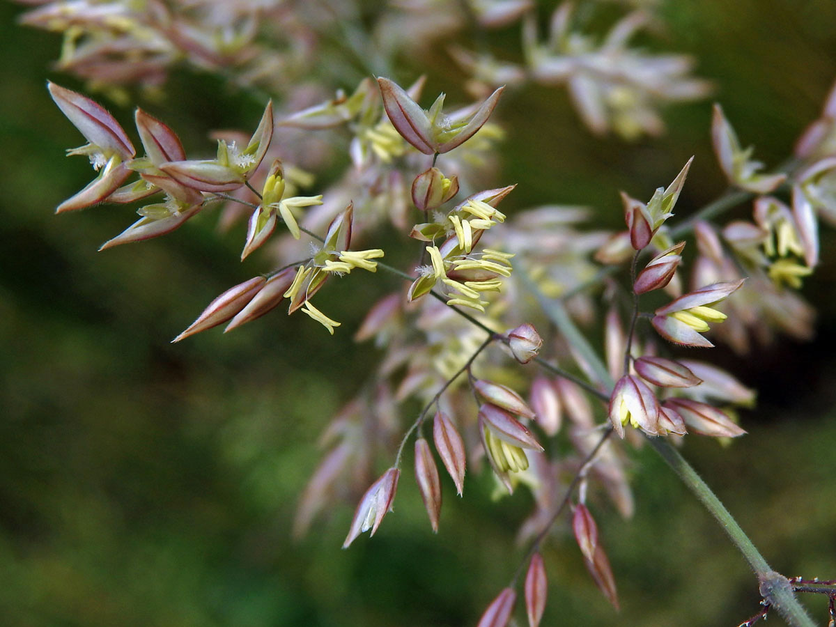 Medyněk vlnatý (Holcus lanatus L.)