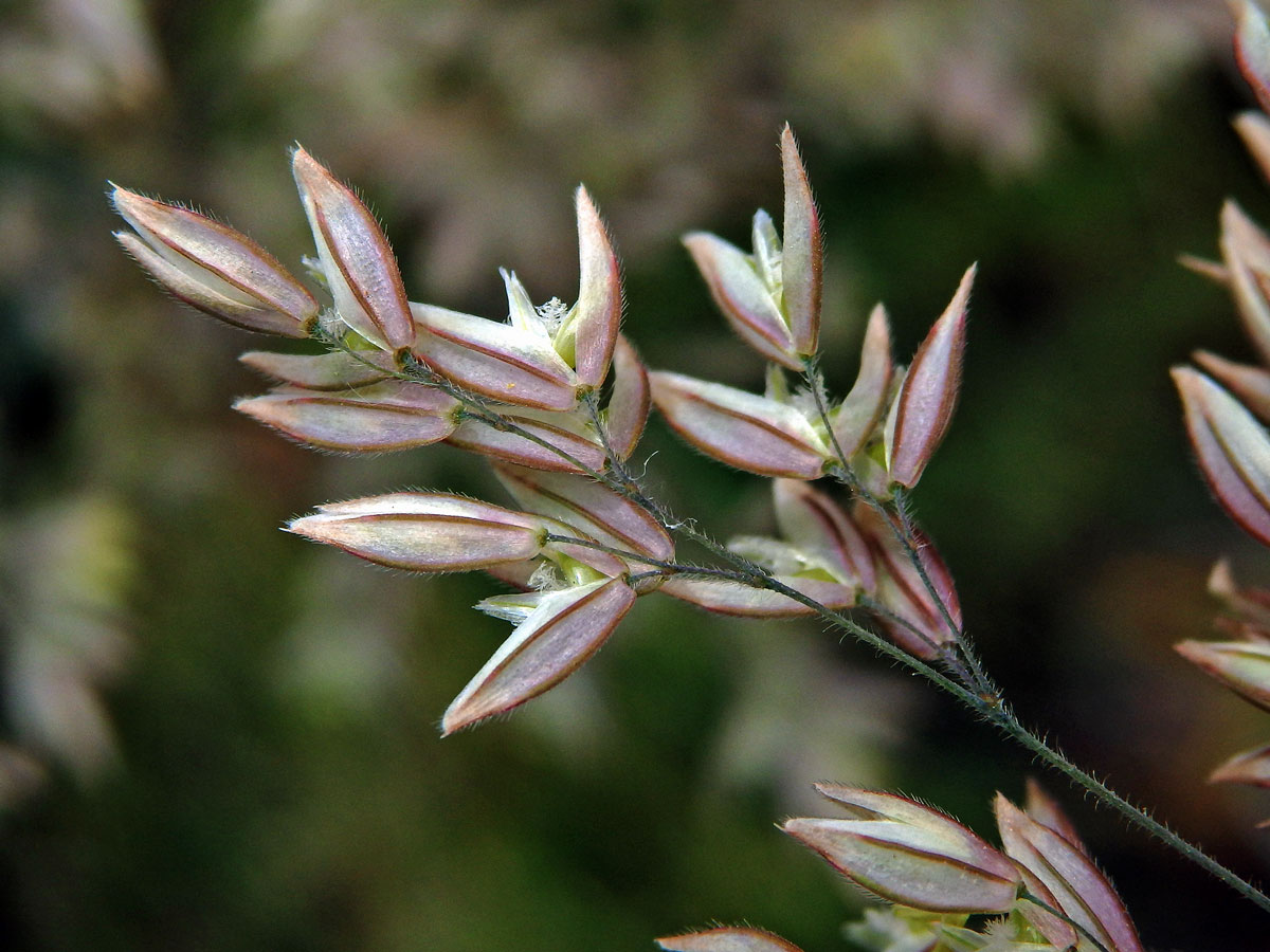 Medyněk vlnatý (Holcus lanatus L.)