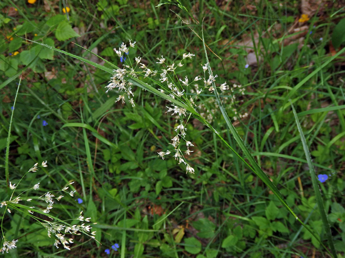 Bika bělavá (Luzula luzuloides (Lam.) Dandy et Wilmott)