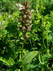 Vemeníček zelený (Coeloglossum viride (L.) Hartman)