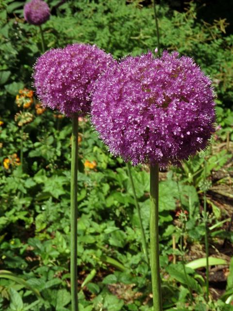 Česnek obrovský (Allium giganteum Regel)