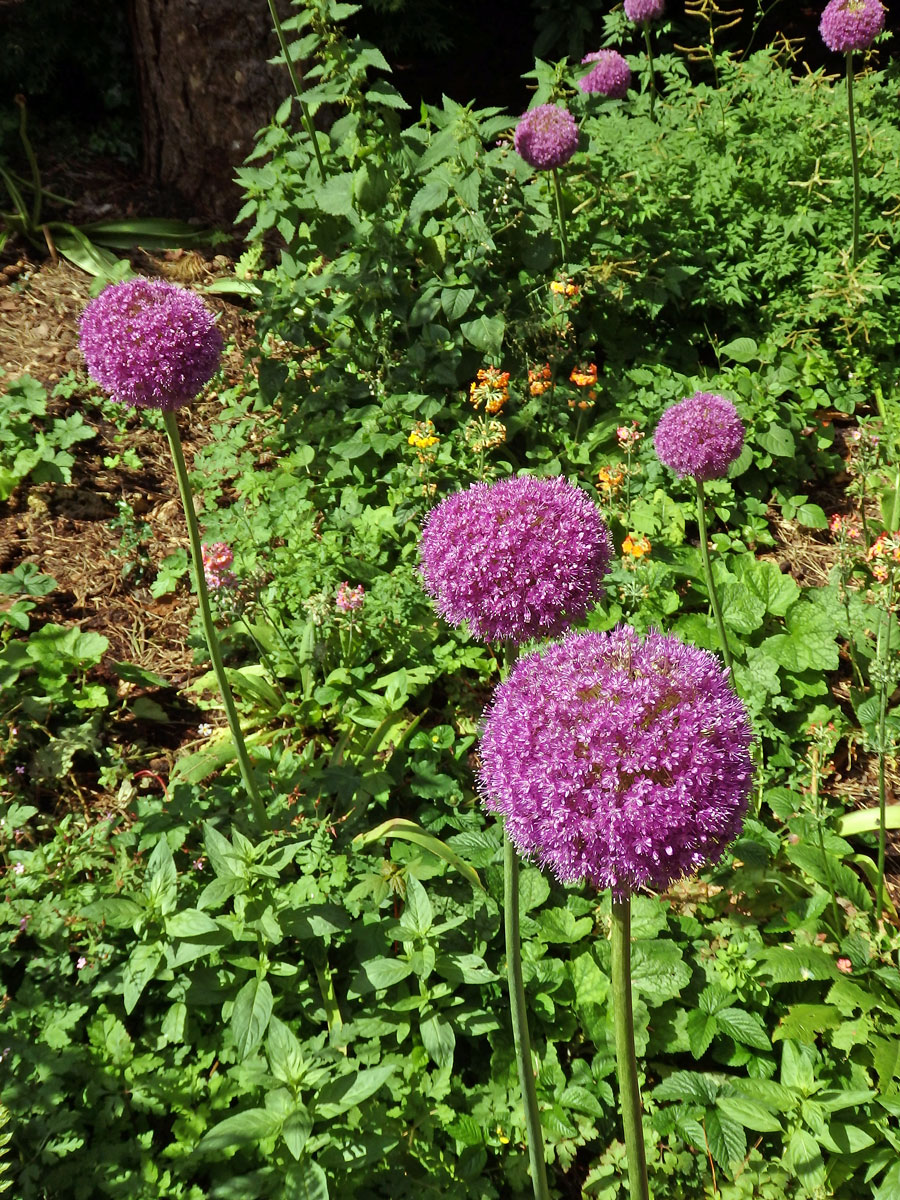 Česnek obrovský (Allium giganteum Regel)