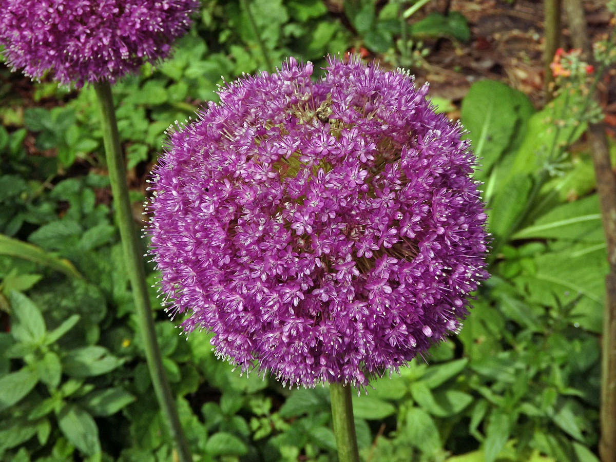 Česnek obrovský (Allium giganteum Regel)